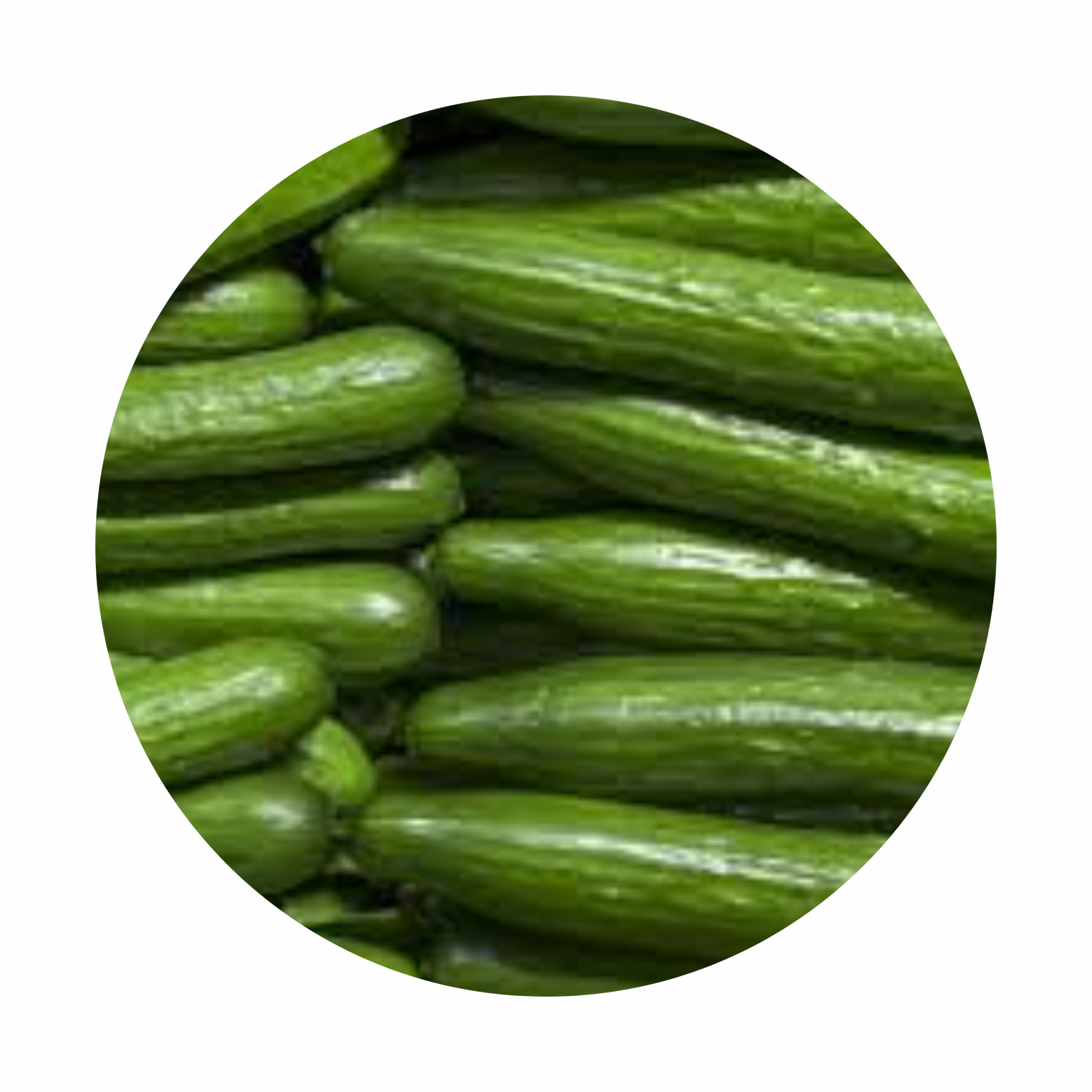 Straight Eight Cucumber (plant) Amy's Veg Patch