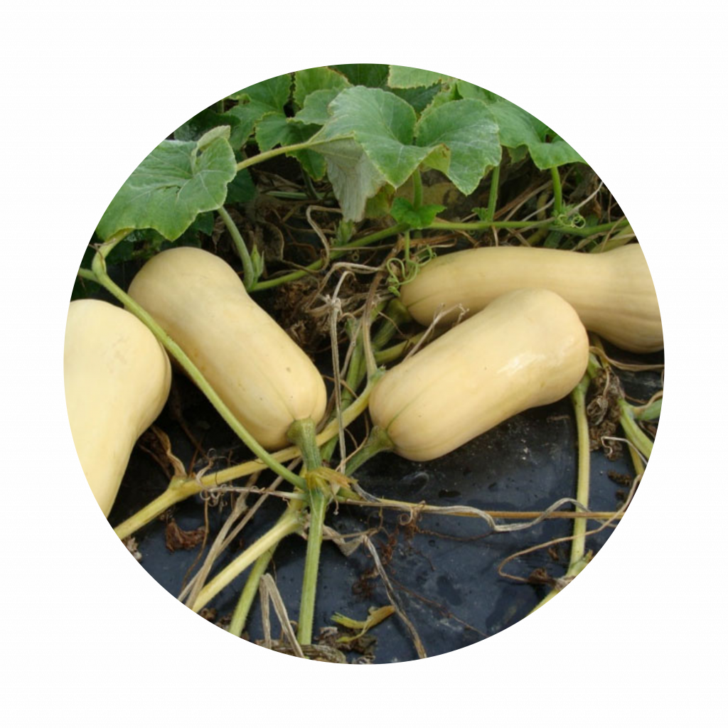 Squash & Melons Amy's Veg Patch