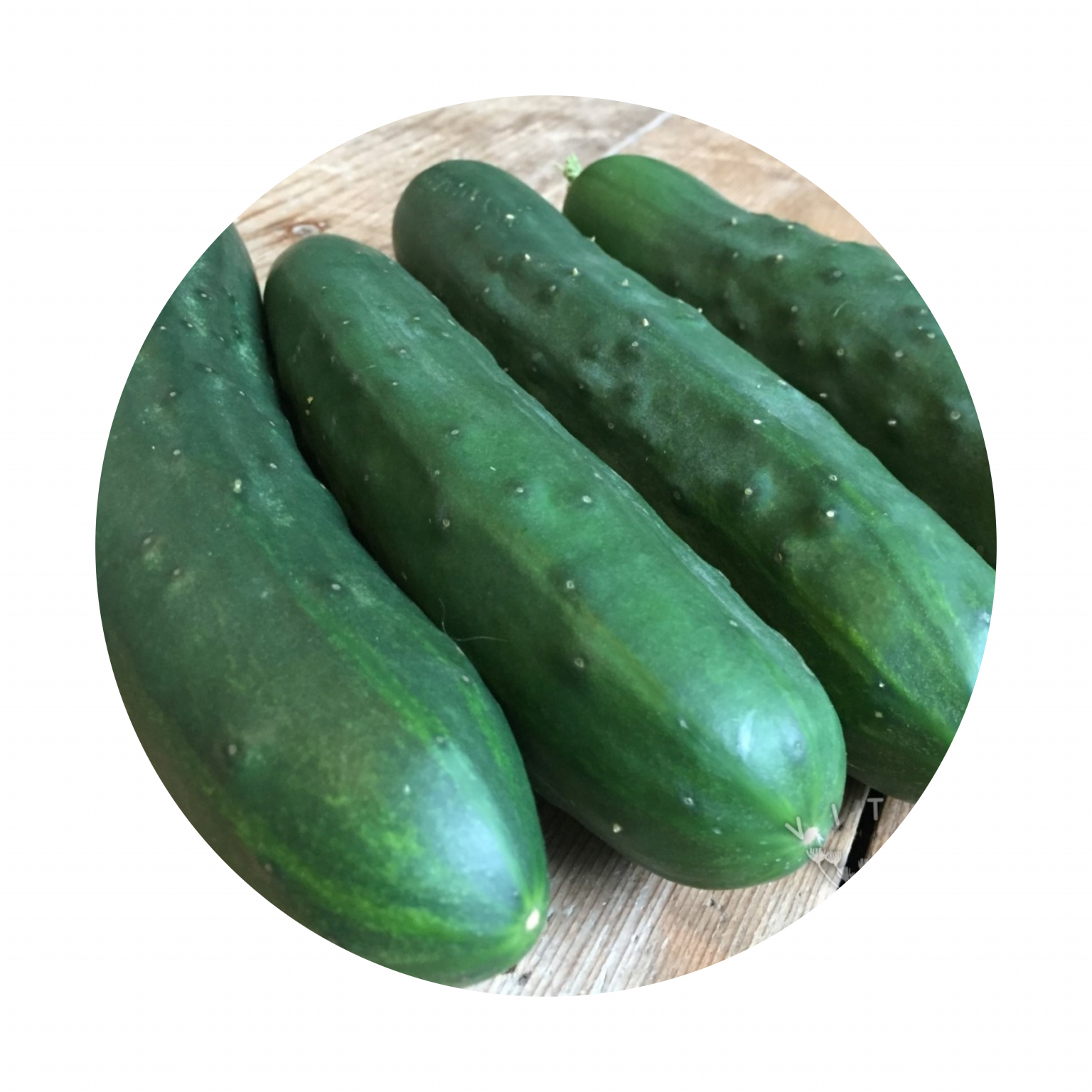 Straight Eight Cucumber Amy's Veg Patch